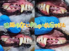 -汪小喵宠物·戴维斯乐芳希施宠馨宝皮毛调理洗护店