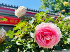 -张记焖窑·十五年专注焖烤(雍和宫店)