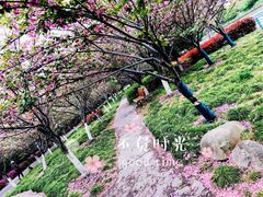 -高东镇樱花园