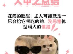 -翊宠yipet猫狗购宠庄园犬舍•猫舍