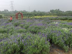 -紫颐香薰山谷景区