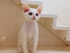 -十年猫舍·猫咪专门店(普陀店)
