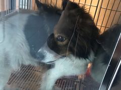 -顺强宠物诊所·狂犬免疫·夜诊·骨科(嘉定店)