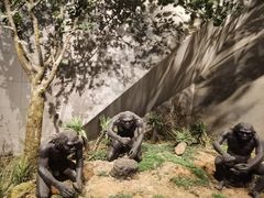 -北京周口店北京人遗址博物馆