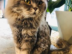 -喵屿·大理花园猫咖