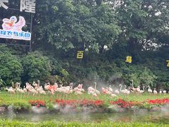 -广州长隆飞鸟乐园