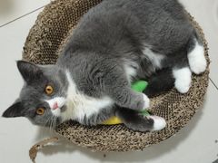 -美联众合动物医院·24h转诊中心