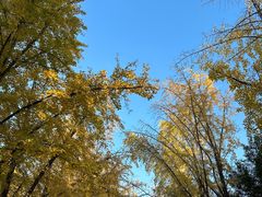 -三里屯东五街银杏大道