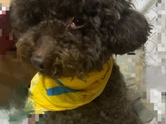 -严国平动物医院(德政总院)