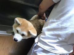 -Pets First伊珊娜洗护·精致美容·家庭式寄养(新会路店)