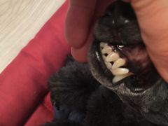 -Oh My Dog宠物沙龙(伊珊娜皮毛护理店)