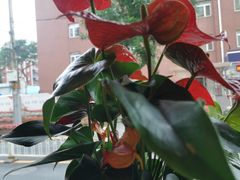 -小土豆北方菜馆(文慧园店)