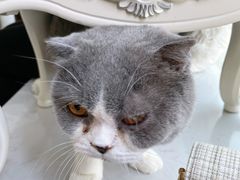 -共舞时光猫咖·狗咖(新街口店)