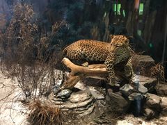 -陕西自然博物馆