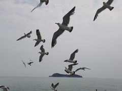 -海驴岛(荣成市)