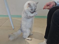 -怪兽屋·羊驼·猫咖·狗咖(俊华广场店)