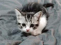 -欣宠猫屋·矮脚拿破仑·蓝金金渐层