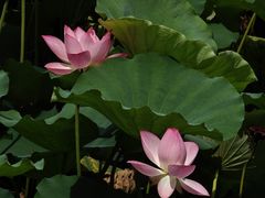 -荔湾湖公园