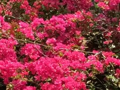 -南宁良凤江国家森林公园