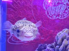 -上海海昌海洋公园
