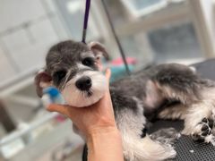 -爱宠屋pet shop·宠物洗澡·宠物美容