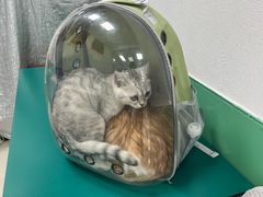-利又安动物医院··老年病·猫科犬科·中兽医