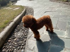 -瑞鹏宠物医院·微创内窥镜·骨外科·牙科(翠竹分院)