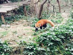 android_upload_pic-成都大熊猫繁育研究基地
