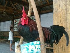 -勐旺傣香园