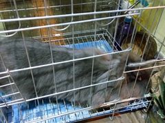 -志龙皇冠吃货椰子铺