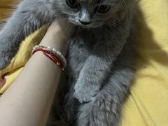 -关爱宠物医院·猫科中心·消化科(滨湖万达分院)