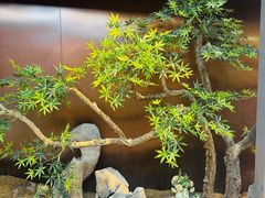 -肆月河豚·新淮扬菜·烤鸭(中关村店)
