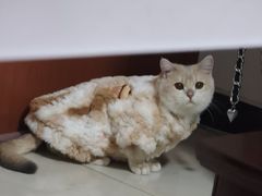 -三花喵·撸猫购宠·宠物生活馆(虹桥南丰城店)