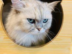 -猫友咖啡店(玉林西路店)