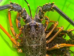 -海上人家The Sea Food Paradise Restaurant & Bar