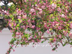 -棠湖公园