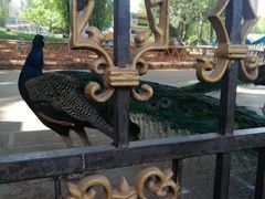-昆明动物园