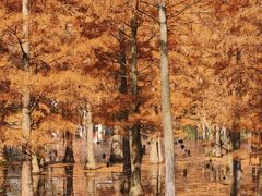 -白鹭湾湿地公园