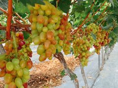 -金谷域澳洲庄园