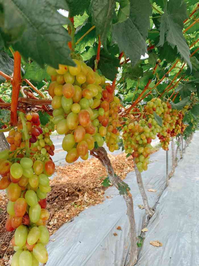 金谷域澳洲庄园-"大邑真是个宝藏地 可以玩攀岩0969♀15.