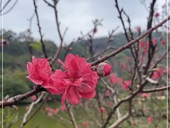 -南国桃园旅游度假区