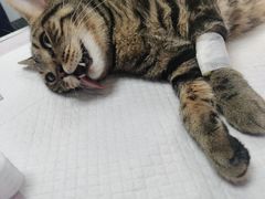 -喜多萌中农锦绣动物医院24H·猫科·牙科MRI·CT
