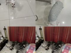 -纳吉亚猫专科动物医院博雅分院