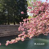 花的海洋+最能感受北京春意的地方之一