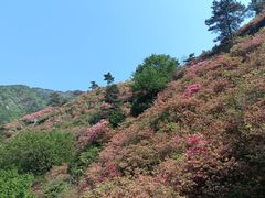 -木兰云雾山