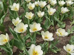 -长春公园(普阳街道)