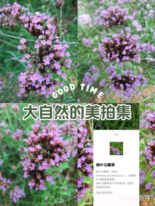 羊亭河湿地公园图片