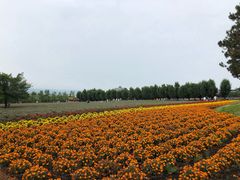 -富田农场