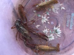 -同銮特种养殖场·龙虾垂钓