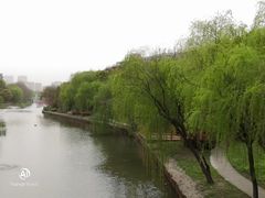 -高东镇樱花园
